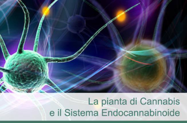 Collegamento a Cannabinologia